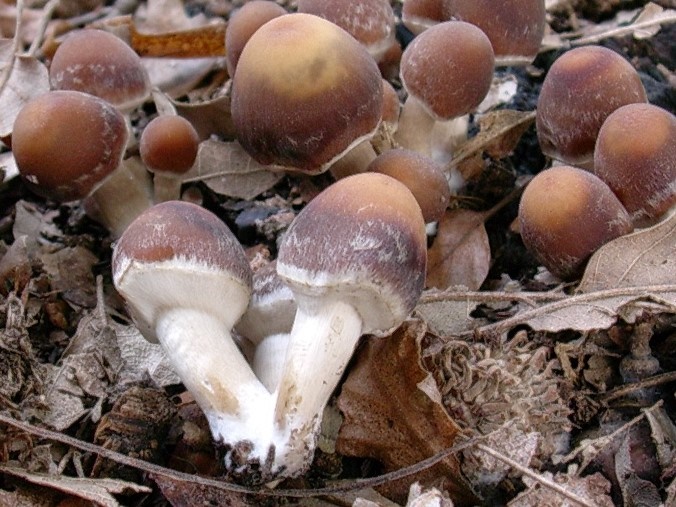 1810 Novembre vecchio ritrovamento